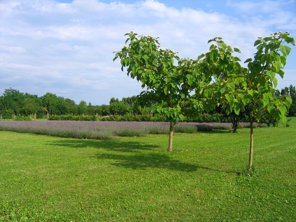 Povoletto Agriturismo Domus Magna מראה חיצוני תמונה